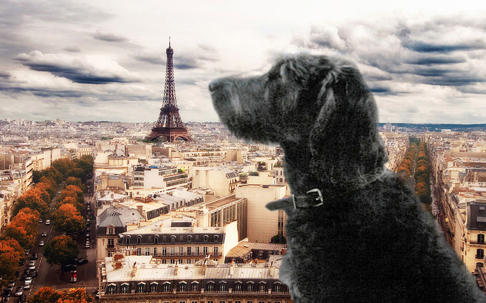 Jasper's Glamor Shot &bull; Labradoodle