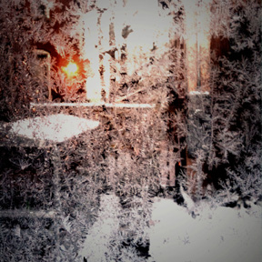 Denver Bear Denver iPhone Dean Allan Artist